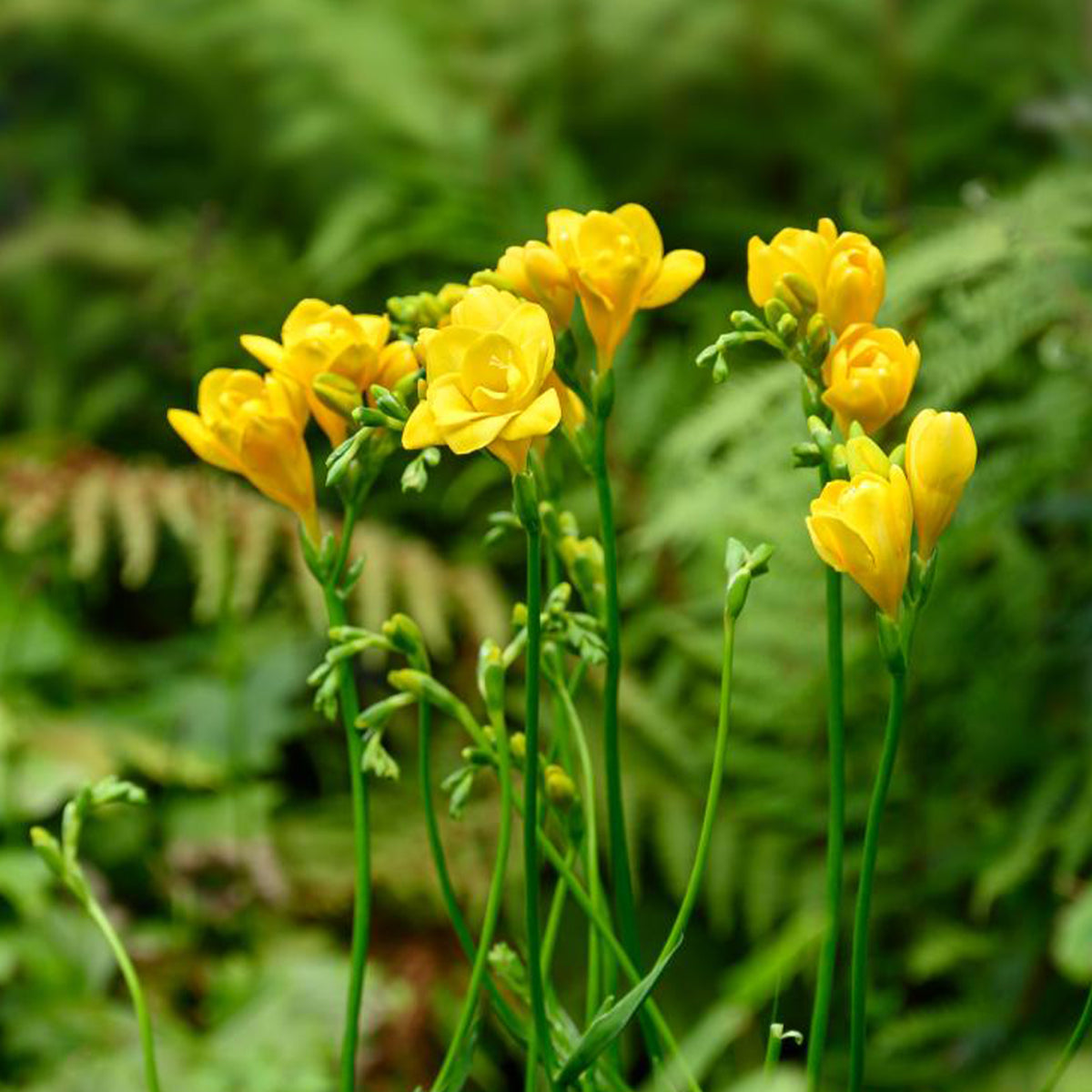 25 Freesias à fleurs doubles jaunes - Willemse