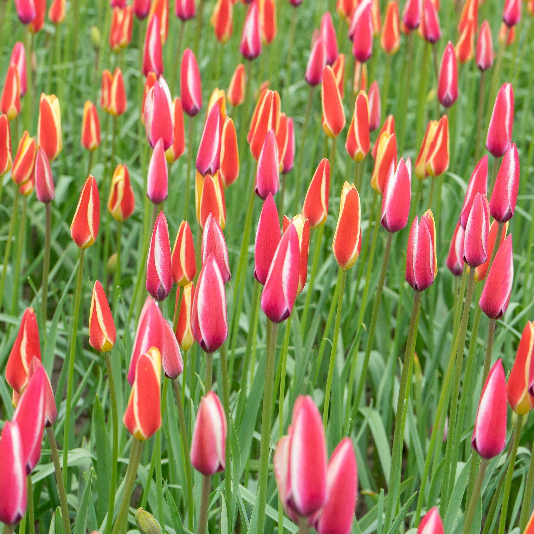 Tulipa peppermint stick - 12 Tulipes Peppermint Stick - Tulipe
