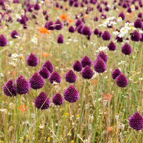 Vente 5 Vivaces pour prairie fleurie