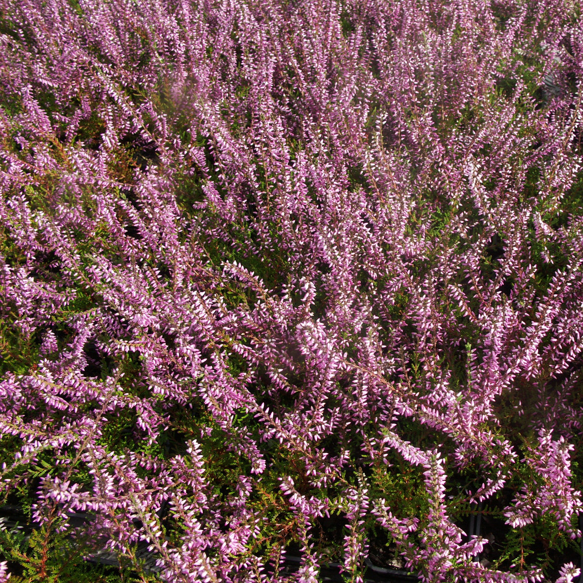3 Bruyères d'été rose à feuilles vertes - Calluna vulgaris - Willemse