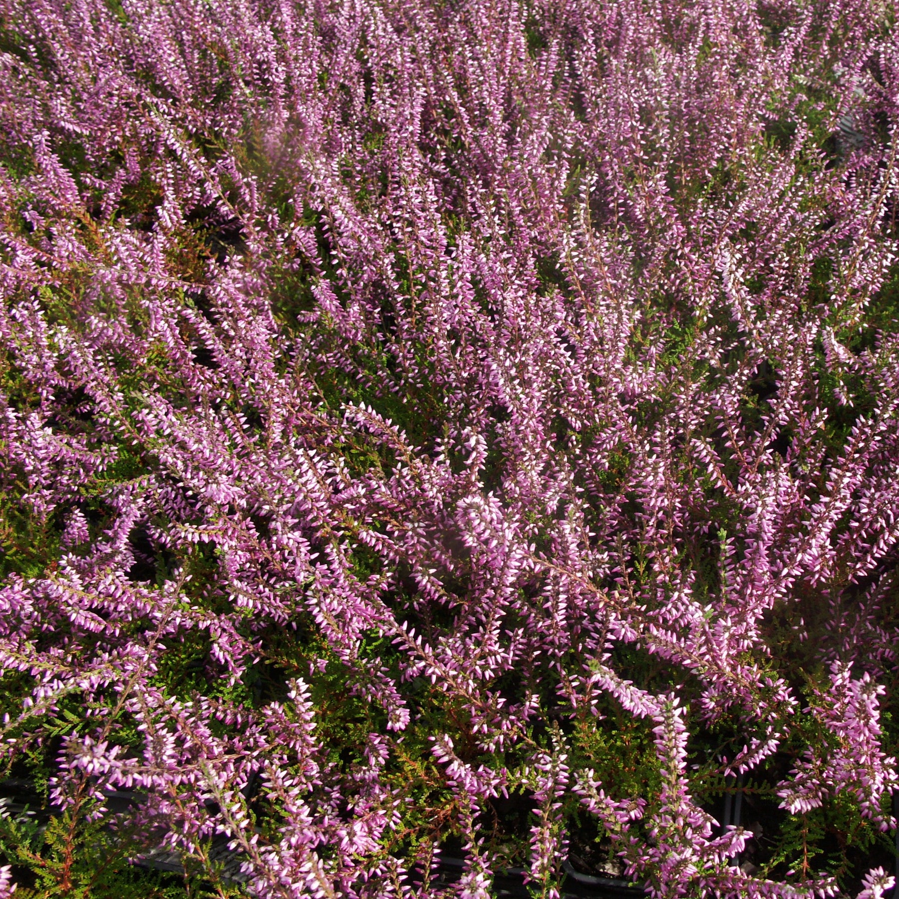 3 Bruyères d'été rose à feuilles vertes - Calluna vulgaris - Willemse