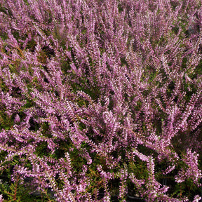 3 Bruyères d'été rose à feuilles vertes - Calluna vulgaris - Willemse