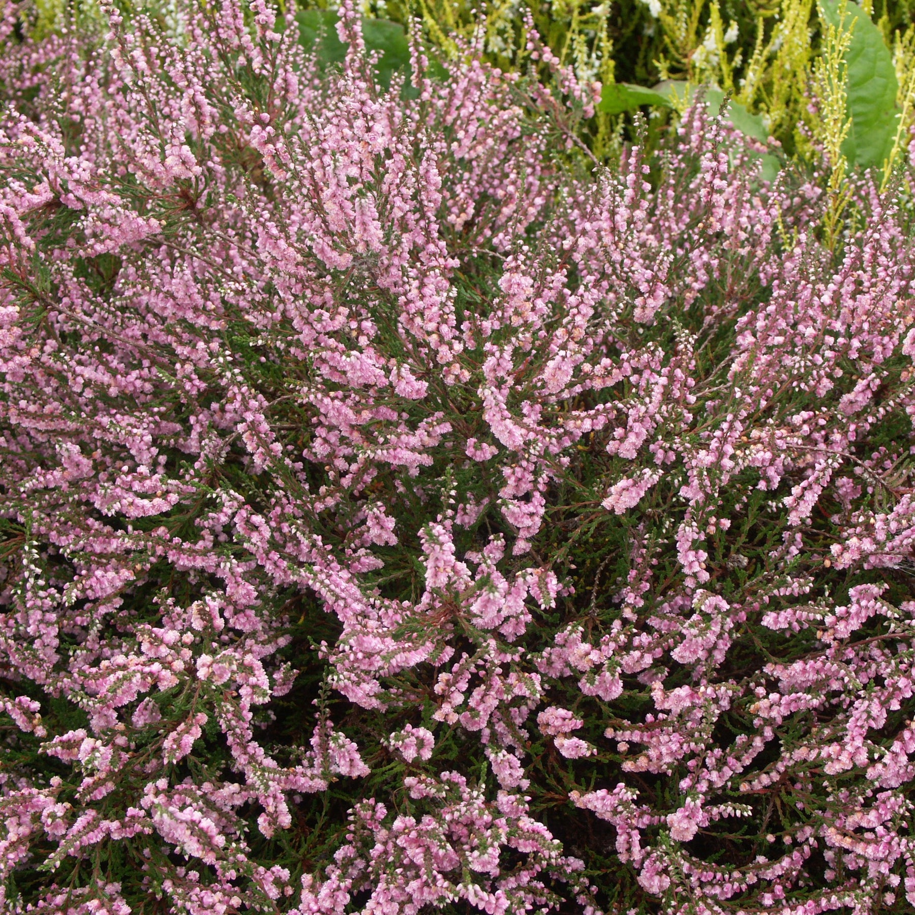 Calluna vulgaris - 3 Bruyères d'été rose à feuilles vertes - Bruyère d'été