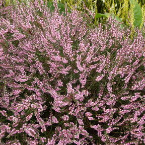 Calluna vulgaris - 3 Bruyères d'été rose à feuilles vertes - Bruyère d'été