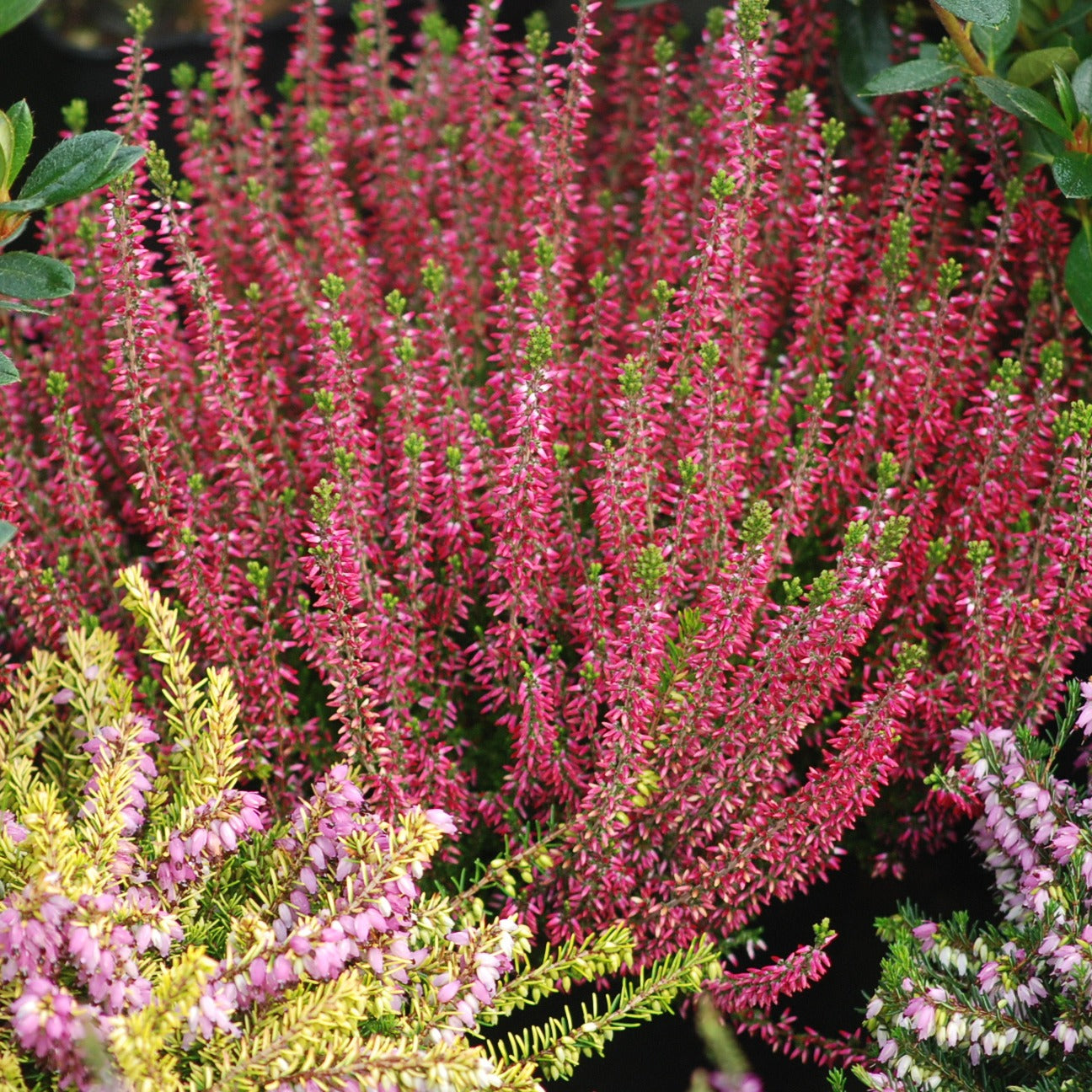 Bruyère d'été - 6 Bruyères d'été en mélange - Calluna vulgaris