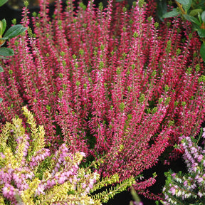 Bruyère d'été - 6 Bruyères d'été en mélange - Calluna vulgaris