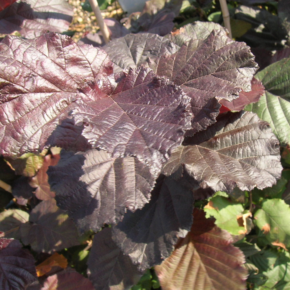 Vente Noisetier pourpre - Corylus maxima purpurea