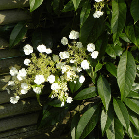 Hydrangea seemanii - Hortensia grimpant et persistant - Hortensias grimpants
