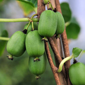 Kiwaï autofertile Vitikiwi® - Willemse