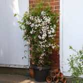 Jasmin Starry® Night - Willemse