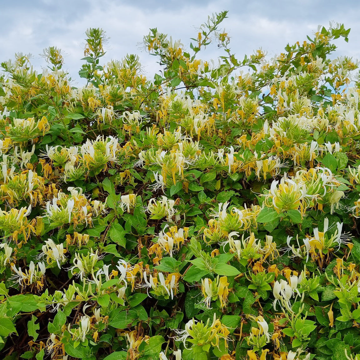 Lonicera japonica Hall's Prolific - Chèvrefeuille du Japon Hall's Prolific - Chèvrefeuilles