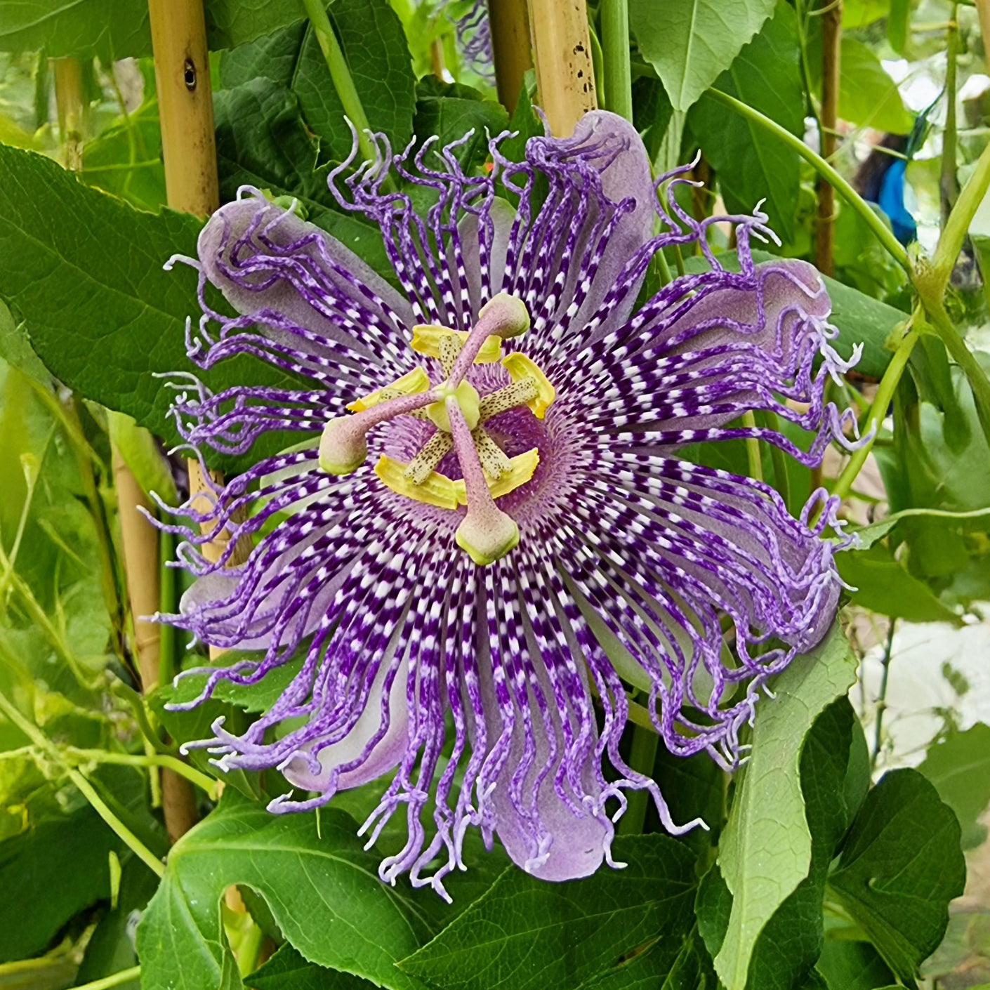 Passiflores - Passiflore Fata Confetto - Passiflora Fata confetto