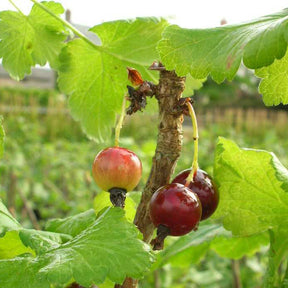 Casseiller Josta - Ribes nidigrolaria Josta - Willemse