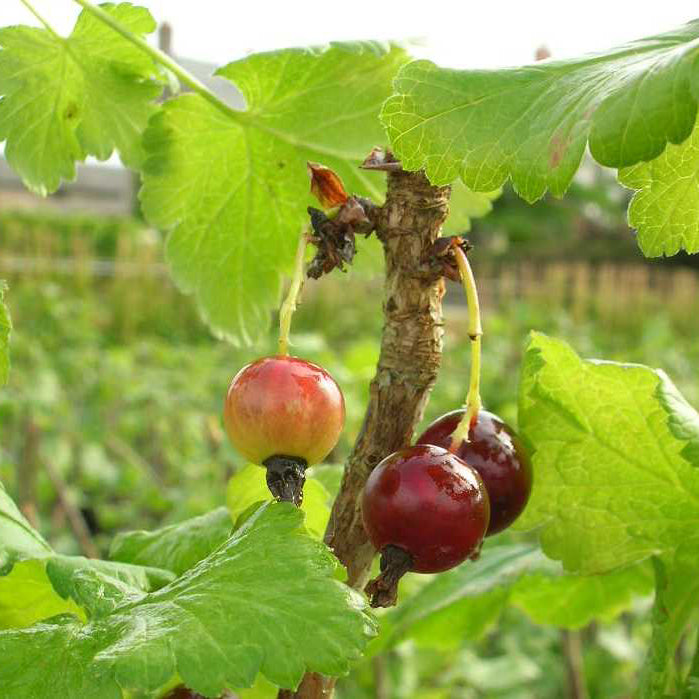 Casseiller Josta - Ribes nidigrolaria Josta - Willemse