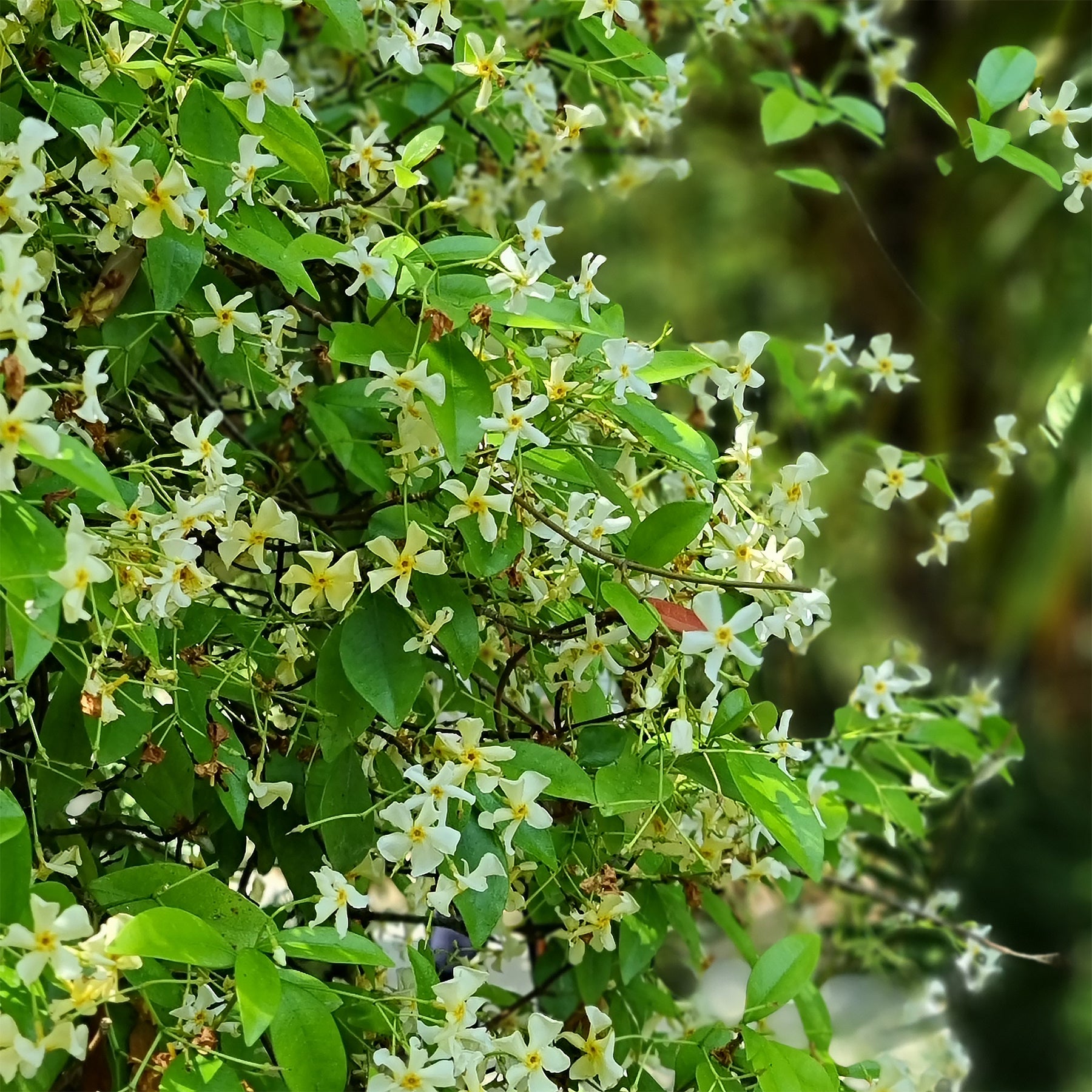 Trachelospermum asiaticum - Jasmin étoilé jaune - Jasmins
