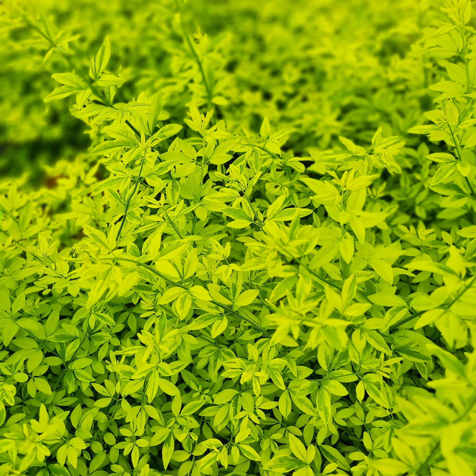 Jasmin primevère Gold Touch® - Willemse