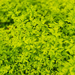 Jasmin primevère Gold Touch® - Willemse