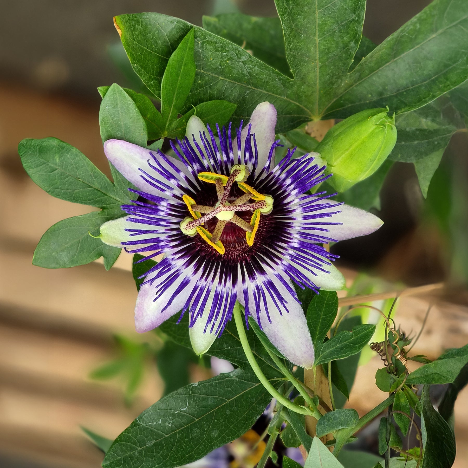 Passiflore Damsel's Delight® - Willemse