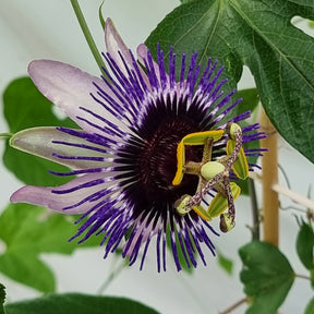 Passiflore Damsel's Delight® - Passiflora Damsel's Delight® - Willemse