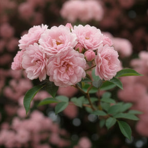 Rosier grimpant de Banks rose - Willemse
