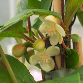 Schisandra grandiflora - Magnolia grimpant - Plantes grimpantes
