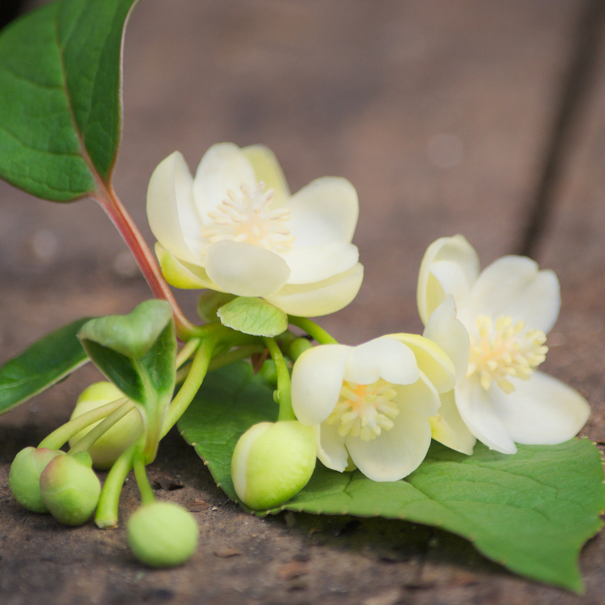 Magnolia grimpant - Schisandra grandiflora - Willemse