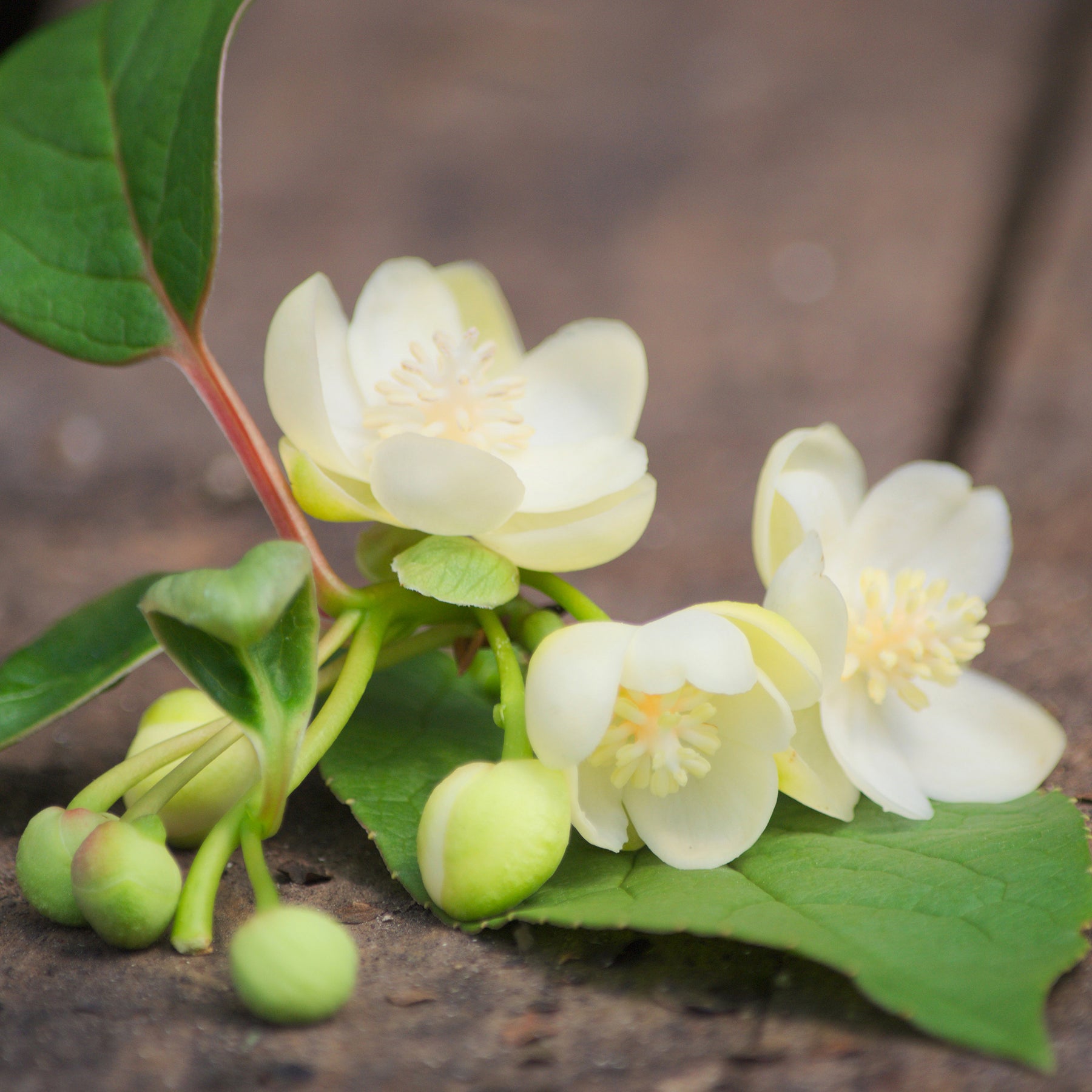 Magnolia grimpant - Schisandra grandiflora - Willemse