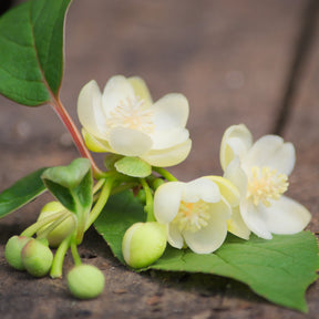 Magnolia grimpant - Schisandra grandiflora - Willemse