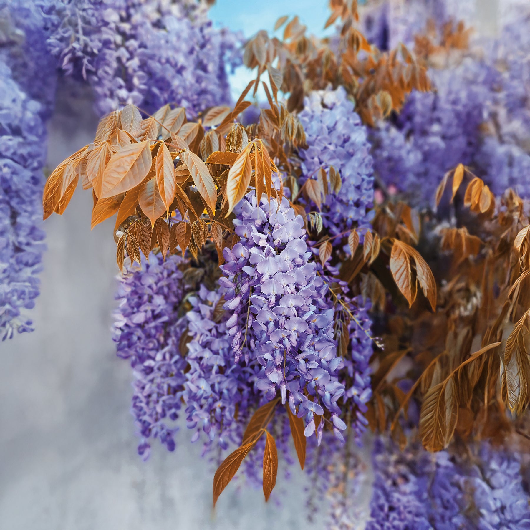 Glycine Blue Line® Copper Leo - Willemse