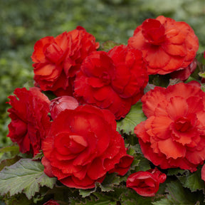 5 Bégonias doubles rouges - Begonia superba Red - Willemse
