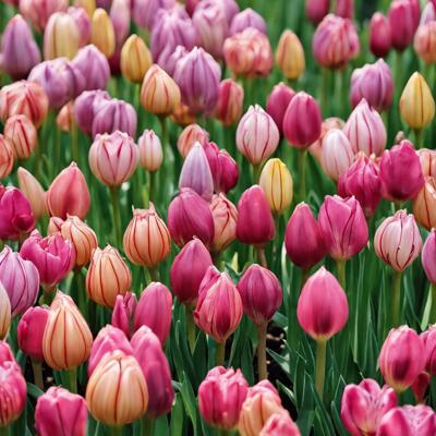 Tout Savoir sur les Bulbes de Fleurs3_YZ.jpg__PID:c2ac0868-e4b6-43b8-8651-d6ca1ec7850f