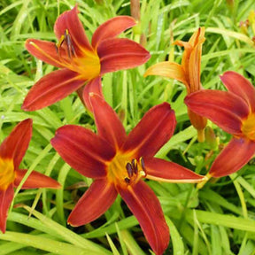 Vente Le massif été fleuri - 18 plantes vivaces - Superficie environ 2 m² - Collections de vivaces