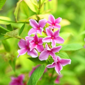 Jasmin Starry Summer Scent - Jasminum x stephanense Starry Summer Scent - Willemse
