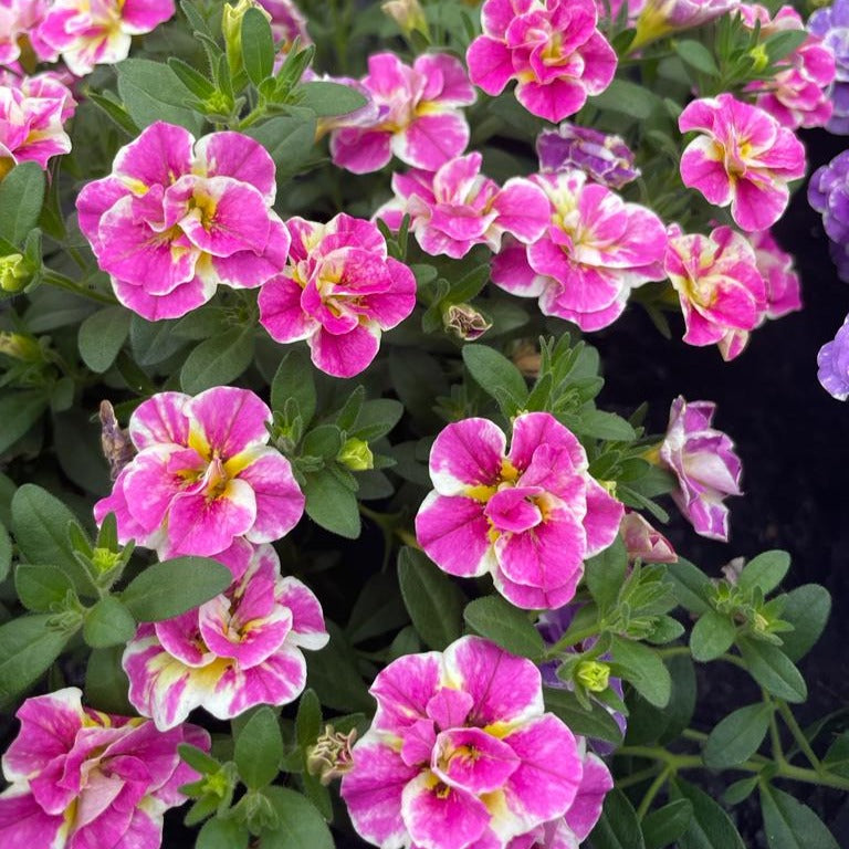 3 Mini-pétunia Double Loopy Rose - Willemse