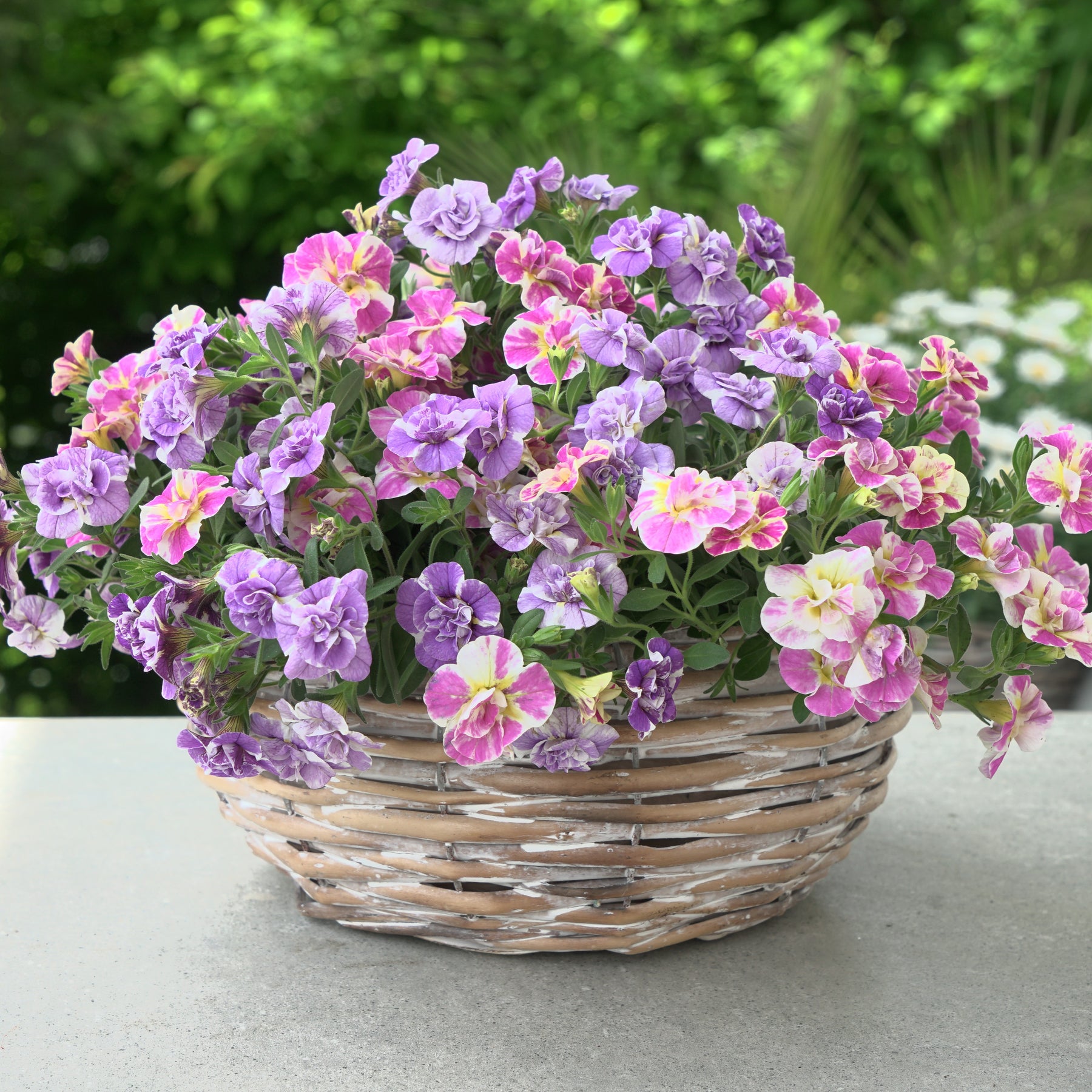 Collection de 6 Mini-pétunia Double Loopy - Willemse