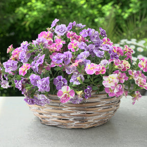 Collection de 6 Mini-pétunia Double Loopy - Willemse