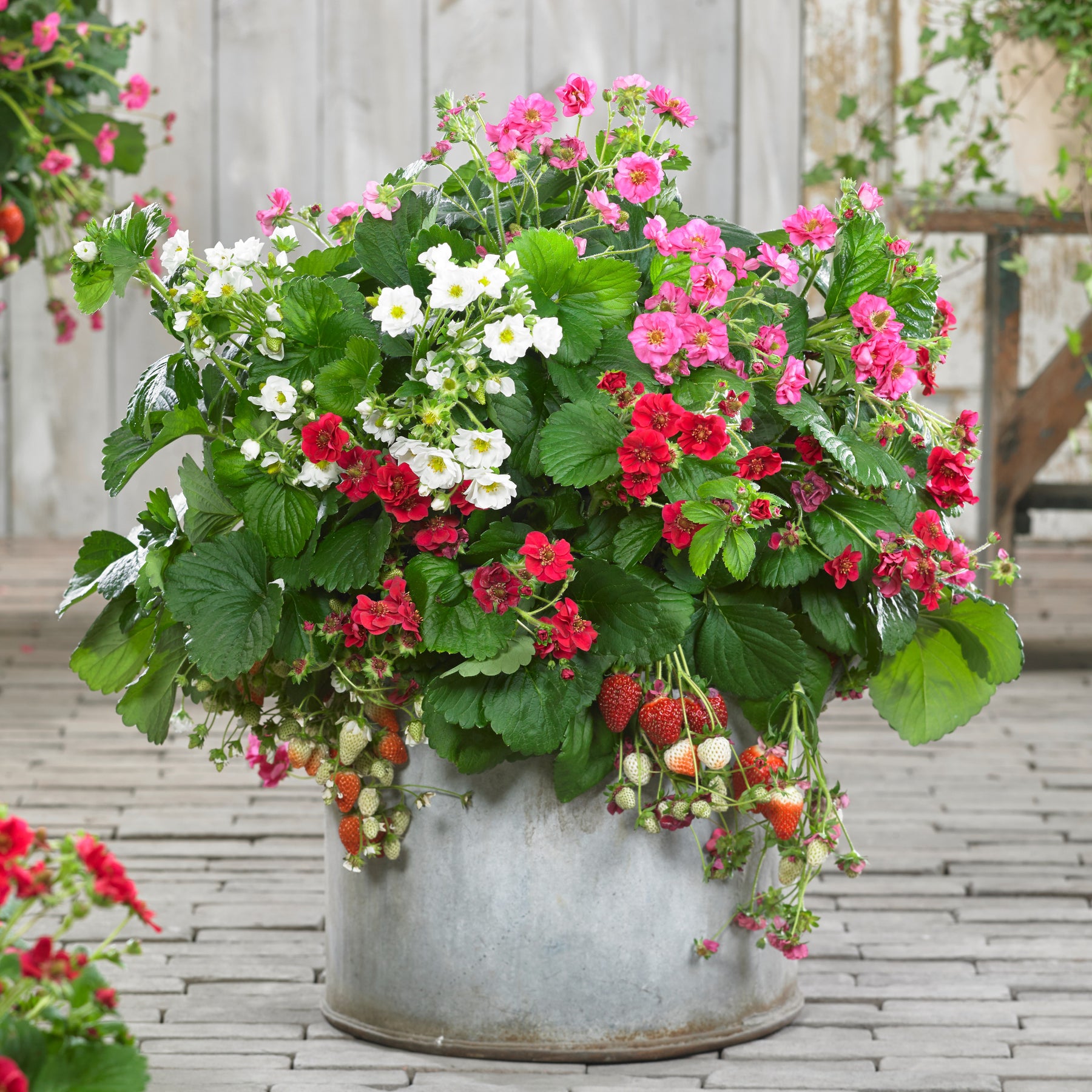 3 Fraisiers à fleurs doubles en mélange - Willemse