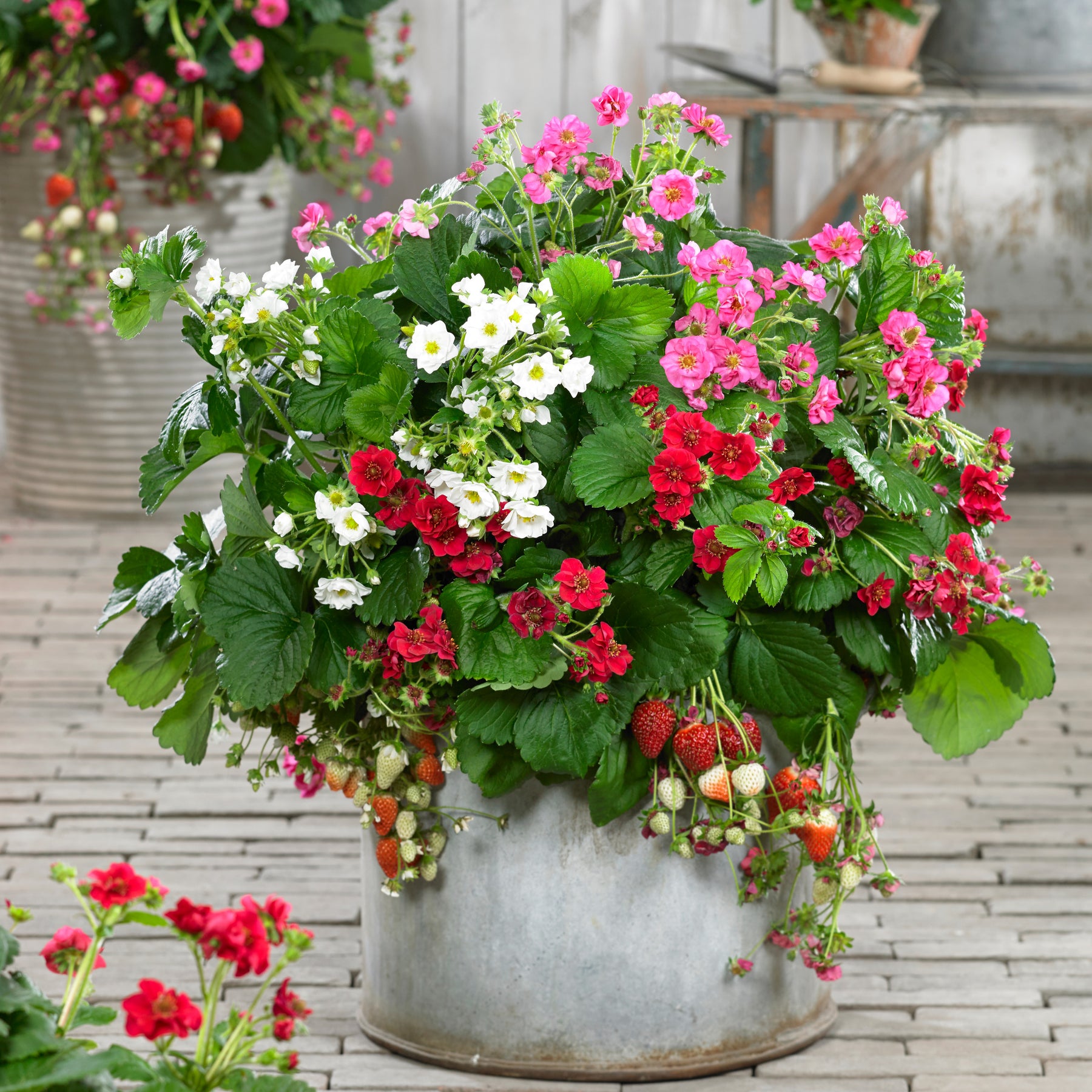 3 Fraisiers à fleurs doubles en mélange - Fragaria Summer Breeze (red, pink + white) - Willemse