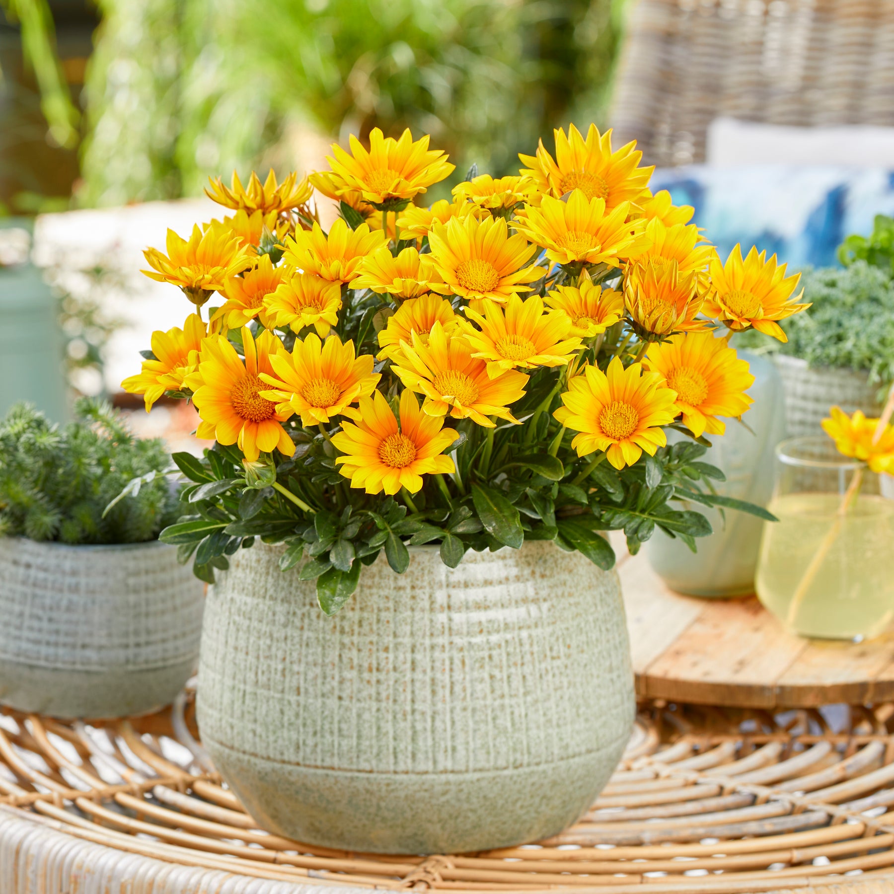 Gazania Suncarpet® - Gazania Suncarpet® - Willemse