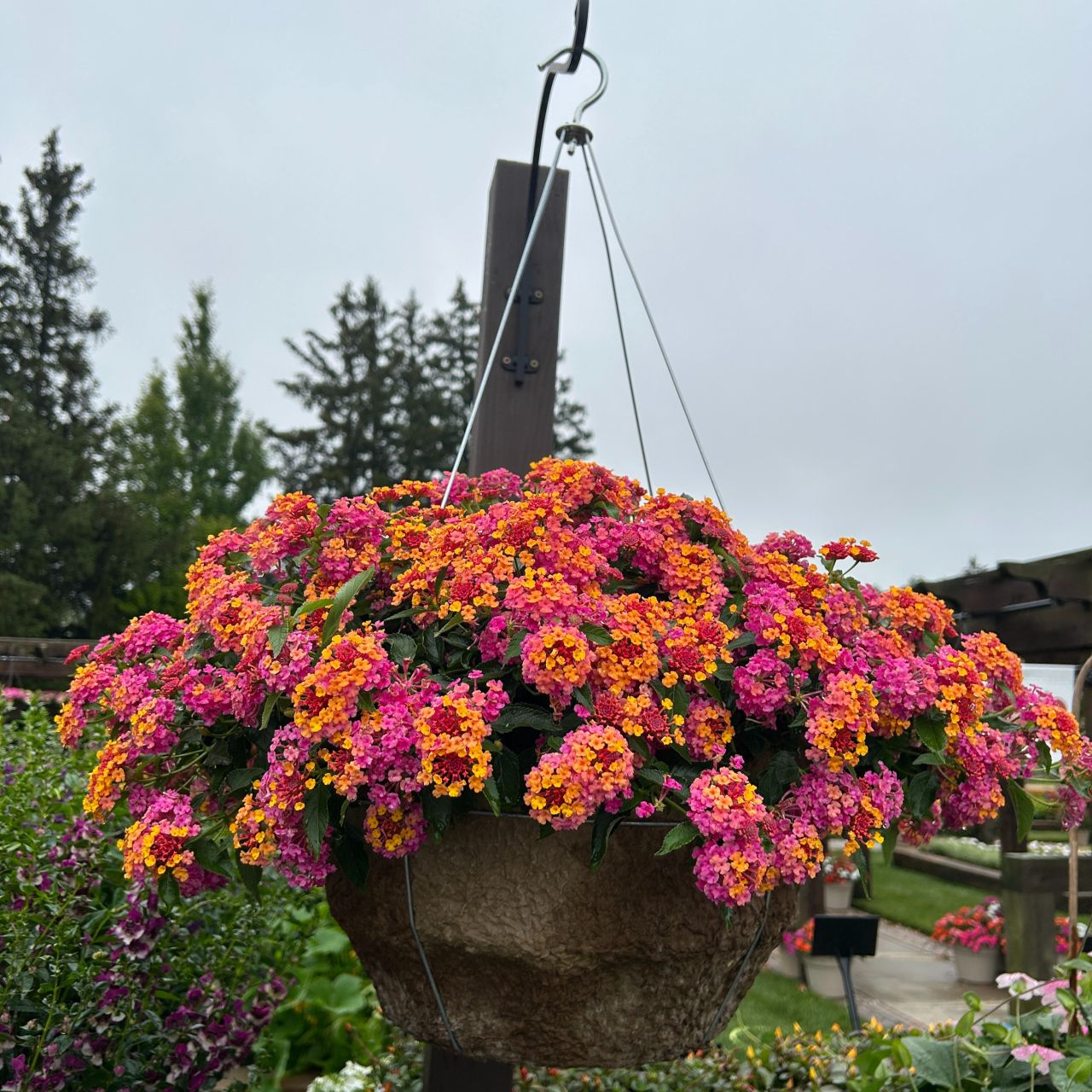 Vente 3 Lantana Passionfruit