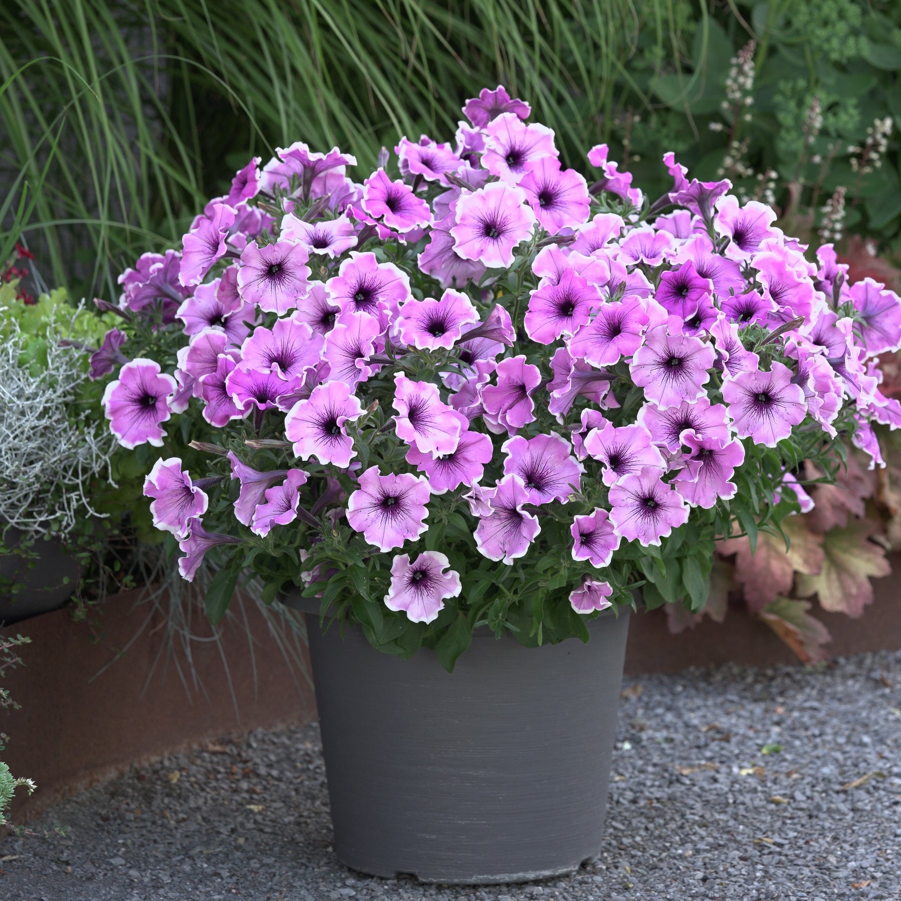 3 Pétunias Lavender Blush - Willemse