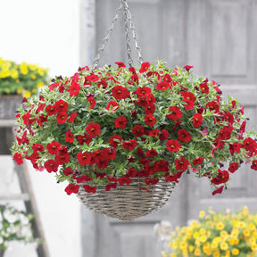 Mini-pétunia rouges - Willemse