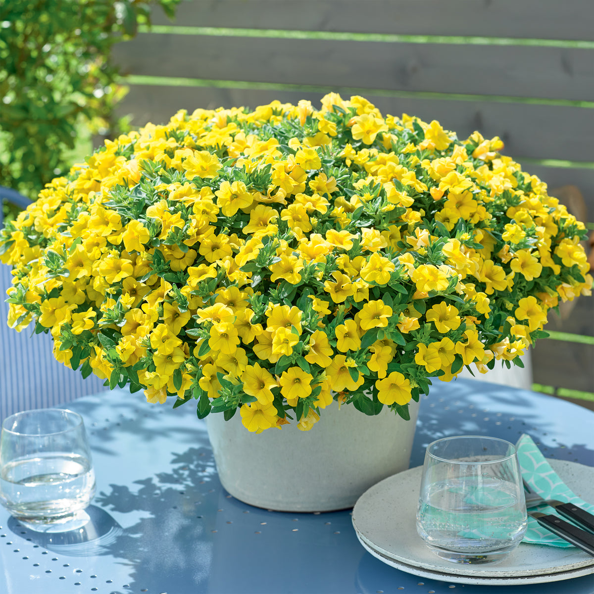 Mini-pétunia jaunes - Willemse