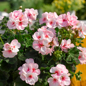 Geranium zonale Estelle - Willemse