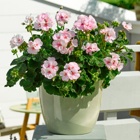 Pelargonium zonale Estelle - Geranium zonale Estelle - Géranium de balcon
