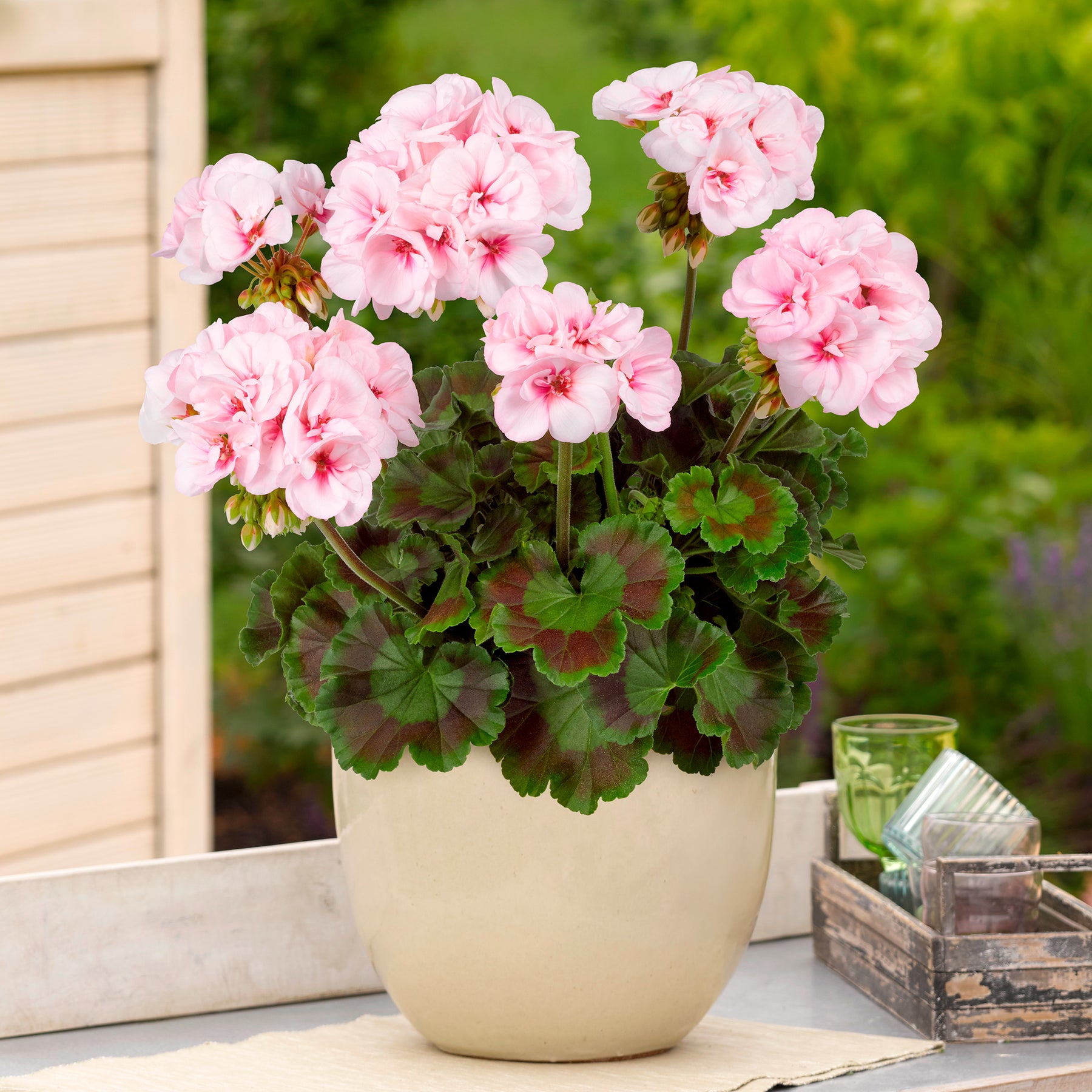 Géranium de balcon - Geranium zonale Estelle - Pelargonium zonale Estelle