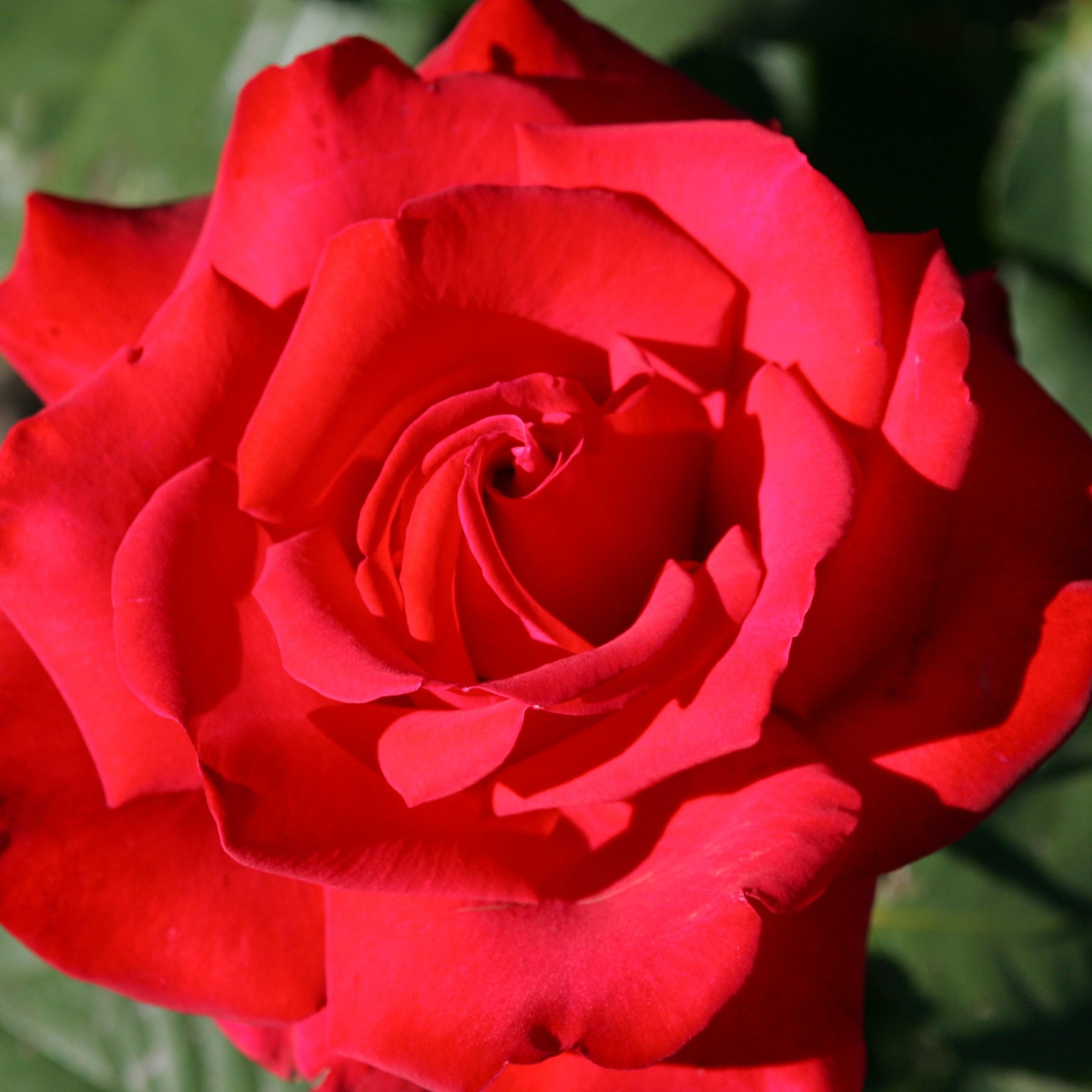 Rosa Grande Amore ® - Rosier buisson Grande Amore ® - Rosiers à grandes fleurs