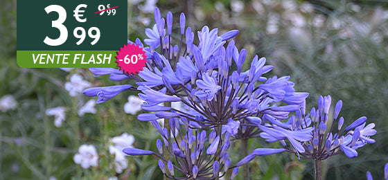 L'Agapanthe Graphite® Blue est à -60% soit 3,99€ au lieu de 9,99€ pendant 2 jours !