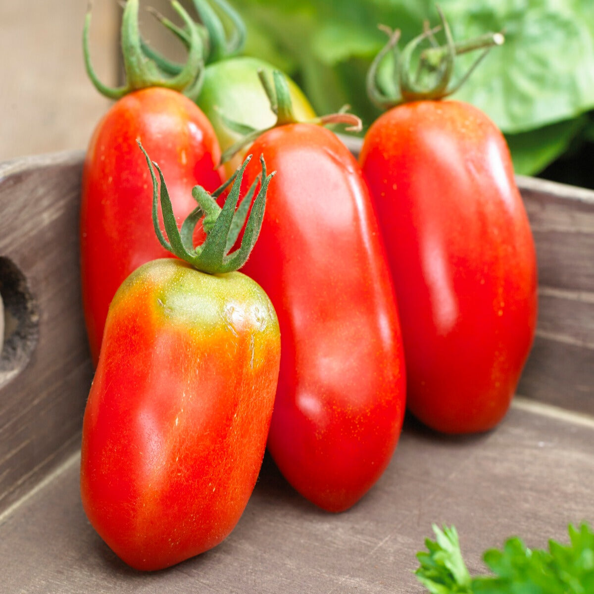 Collection de Tomates savoureuses - Collection 3 tomates savoureuses (coeur de boeuf, saint pierre, san m - Willemse