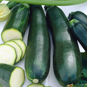 Courgettes - Courgette Black Beauty - Cucurbita pepo  black beauty